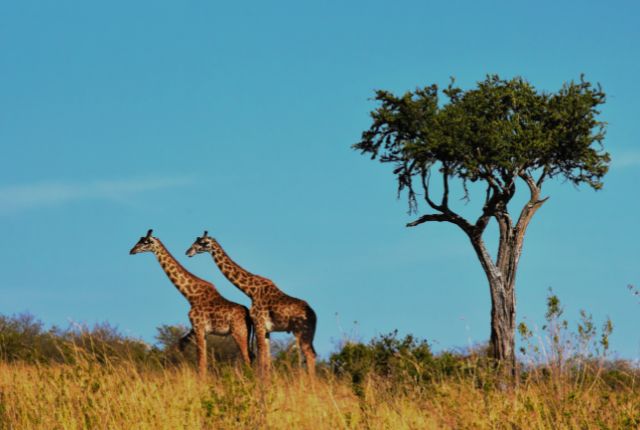 tanzanie